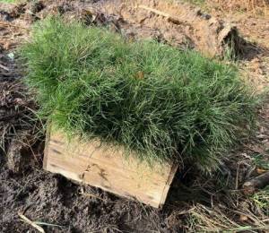 В Києві створено нові лісові насадження