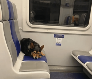 Обмеження руху поїздів у Києві