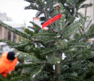 Правила перевозки новогодних елок в киевском метро