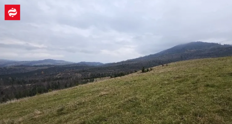 АРМА скасувало результати аукціону з продажу землі в Закарпатті