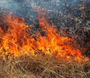 Опасность сжигания сухой растительности для экологии