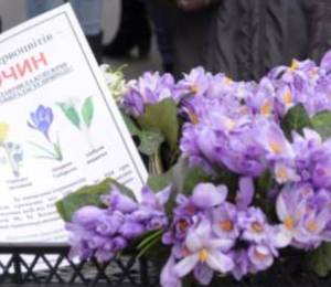 Київські влади закликають утриматися від покупки первоцвітів
