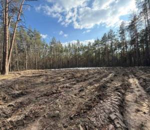 Відновлення лісових насаджень у Дарницькому лісництві
