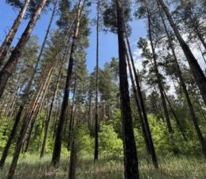 Суд вернул государству 5 гектаров леса в Киевской области